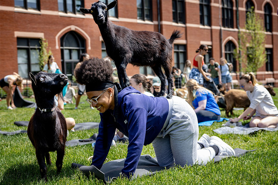 Student practicing yoga with two small goats on top and next to her