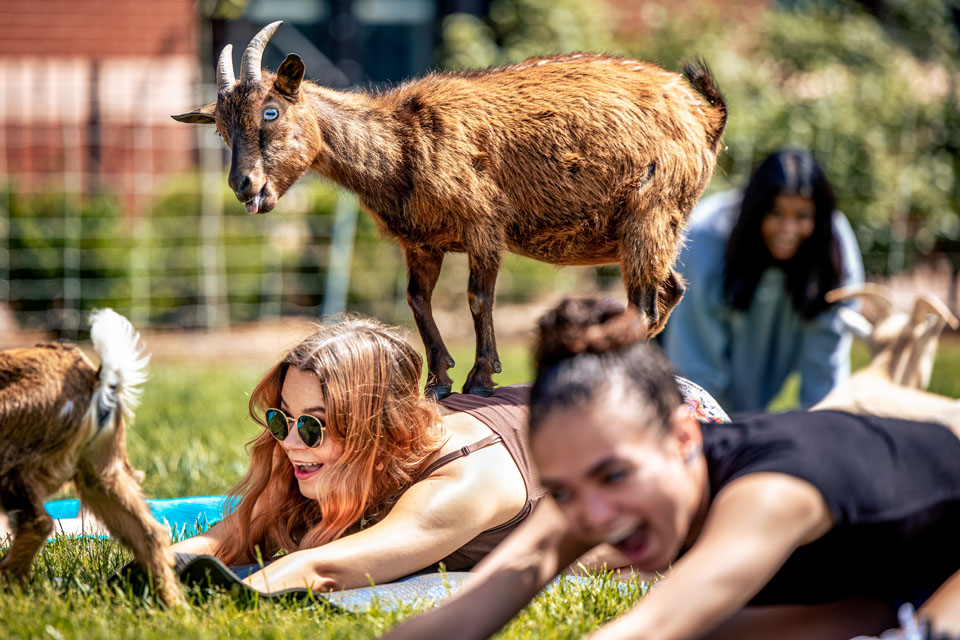 Students participate in goat yoga on the quad as part of the Wellness Fair on May 9, 2023. Photo by Sarah Conroy.