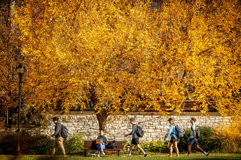 Students walk under a colorful tree outside of the Samuel Cupples House on Nov. 7, 2023. Photo by Sarah Conroy.
