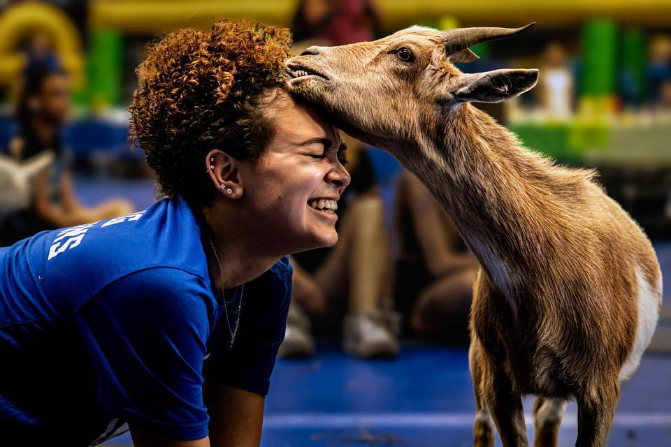 Students participated in goat yoga in Simon Recreation Center as part of Wellness Week before final exams on May 7, 2024. This photo earned fifth place in the University Photographers Association monthly photo contest. Photo by Sarah Conroy.