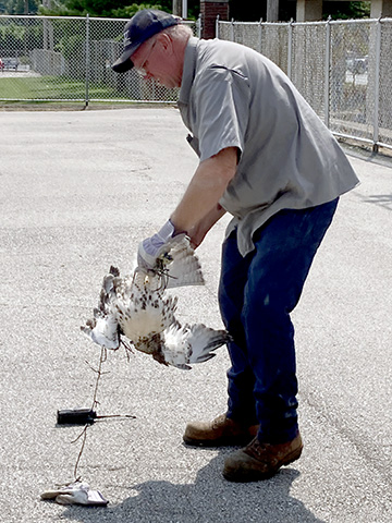 SLU's Steve Smith freeing the hawk. Photo submitted.