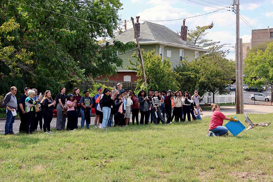 With a crowd watching, Angela White, a volunteer with the Wild Bird Sanctuary released a red-tailed hawk outside Salus Center on Thursday, Sept. 26. Photo by Joe Barker. 