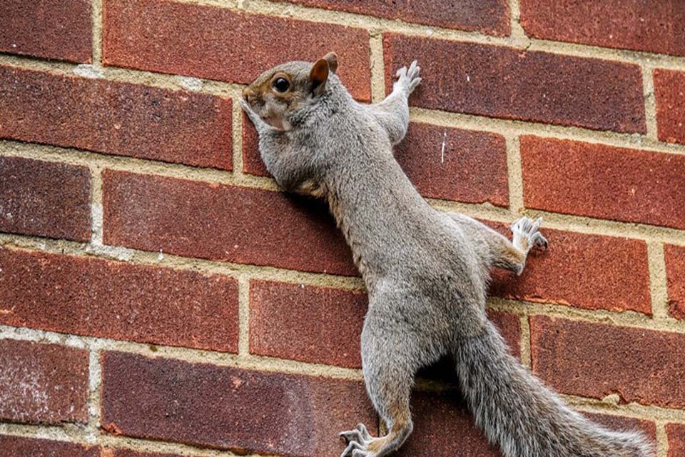 Squirrel on brick wall