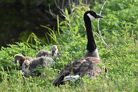 Fred The Goose