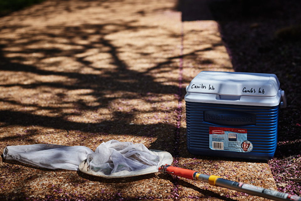 Cooler and net for collecting bees